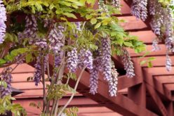 Patio Redwood Pergola for Outdoor Living