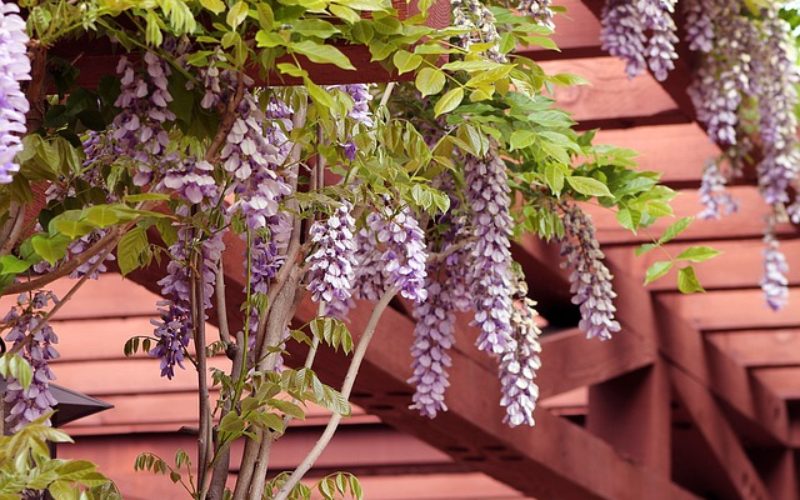 Patio Redwood Pergola for Outdoor Living
