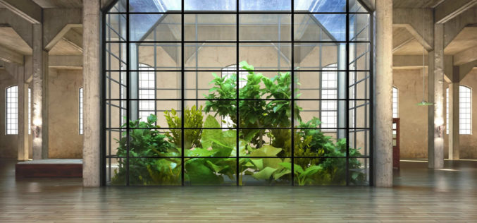 5 Indoor Gardening Tips When Living in a Crowded City