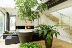 <span>photo image analysis:</span> Indoor House Trees for Bold Decor