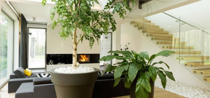 <span>photo image analysis:</span> Indoor House Trees for Bold Decor