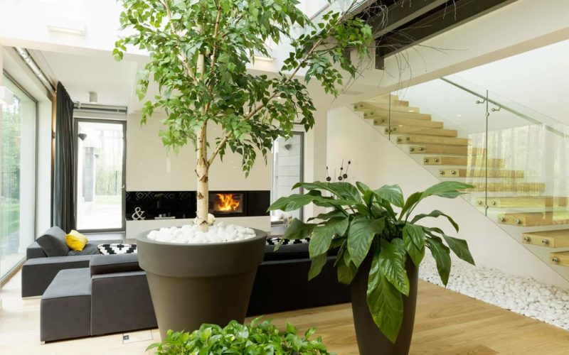 <span>photo image analysis:</span> Indoor House Trees for Bold Decor