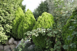 Needing Shrubs for Your Home and Yard Landscaping