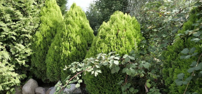 Needing Shrubs for Your Home and Yard Landscaping
