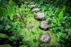 Stepping Over Your Pond – Neatly Floating