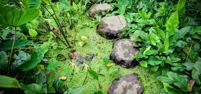 Stepping Over Your Pond – Neatly Floating