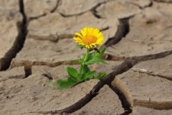 When the Rains Don’t Come – It’s Time For Yard Irrigation