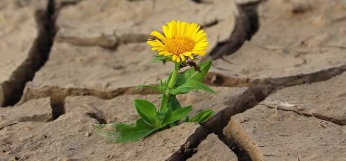 When the Rains Don’t Come – It’s Time For Yard Irrigation