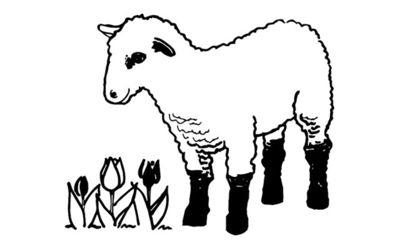 cookng lamb
