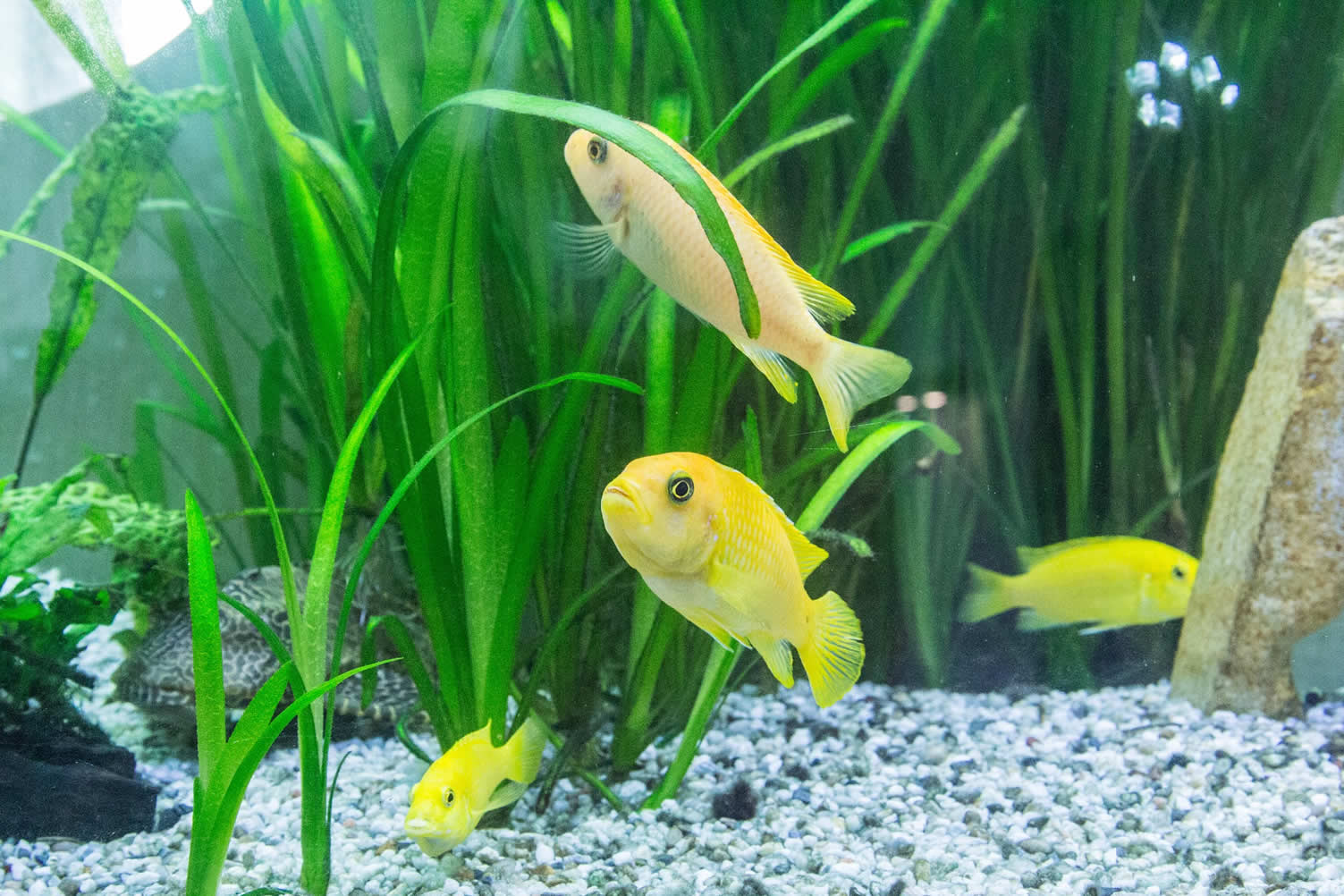 Home Aquarium