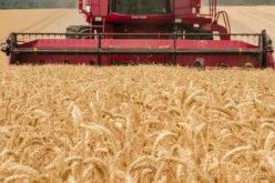 Time for the Harvest – Gathering It In for Production