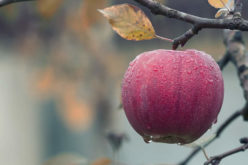 Getting Ready for the Apple Harvest – And the Fruit Thereafter