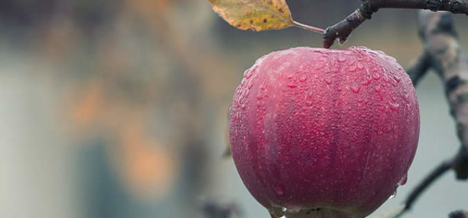 Getting Ready for the Apple Harvest – And the Fruit Thereafter