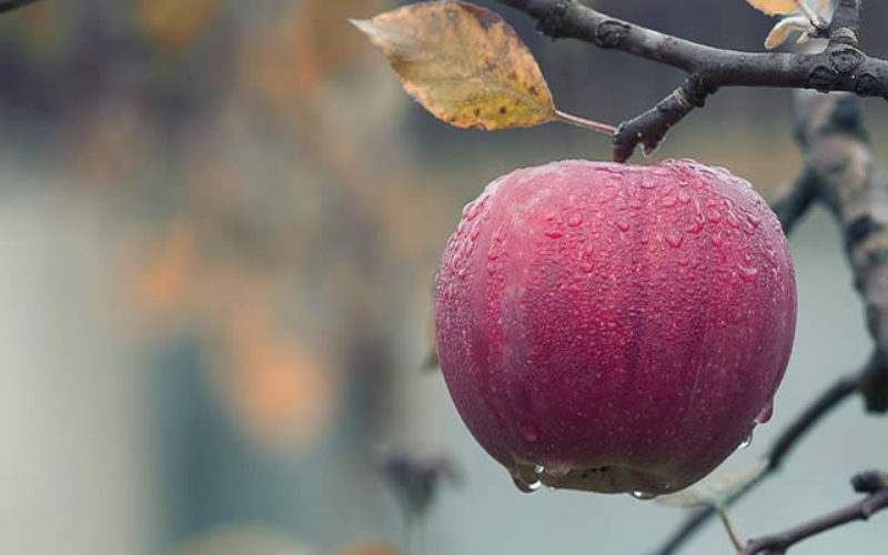 Getting Ready for the Apple Harvest – And the Fruit Thereafter