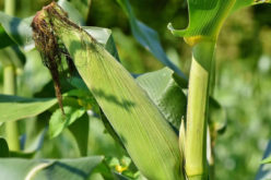Time for the Corn Harvest – An Important Meal Source for the World