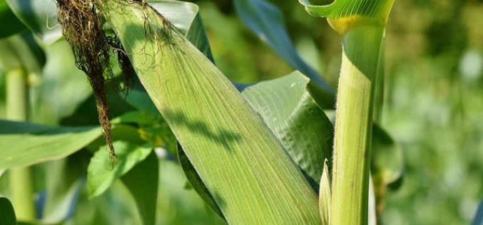 Time for the Corn Harvest – An Important Meal Source for the World