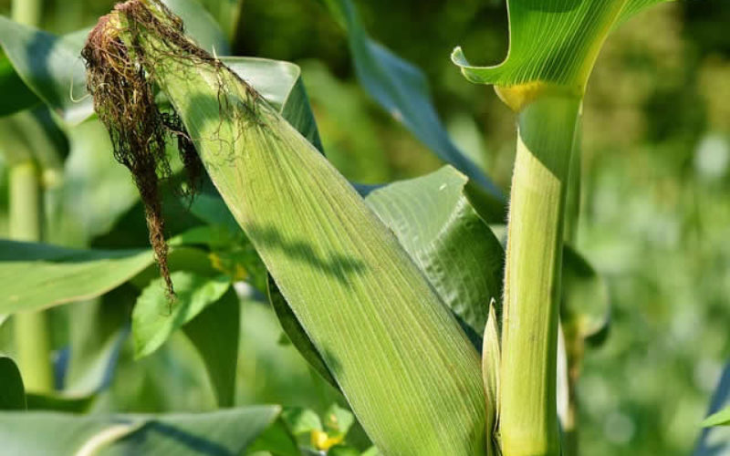 Time for the Corn Harvest – An Important Meal Source for the World