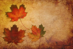 The Fall Season Begins – Here Comes the Beautiful Fall Colors