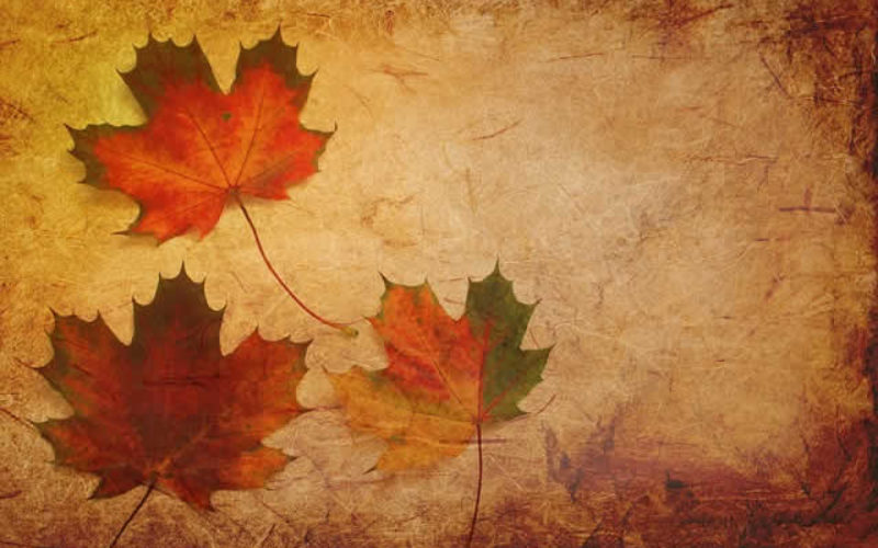 The Fall Season Begins – Here Comes the Beautiful Fall Colors