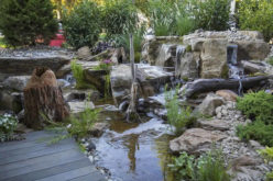 Some Interesting Pond Landscaping Ideas