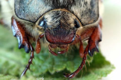 10 Natural Remedies to Keep Your Home Bug-Free