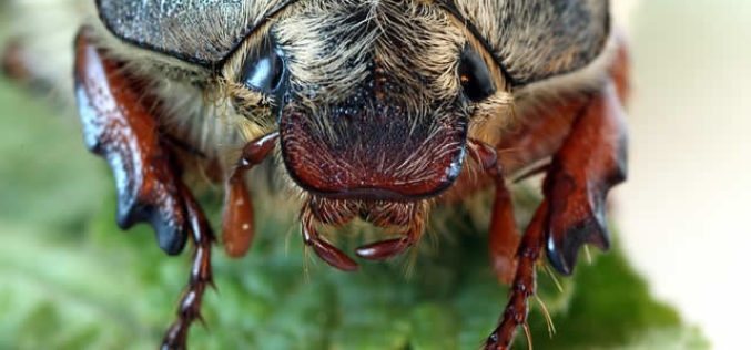 10 Natural Remedies to Keep Your Home Bug-Free