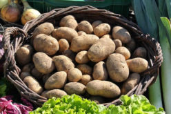 Got To Get the Potato Harvest Done