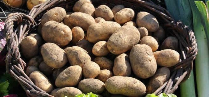 Got To Get the Potato Harvest Done