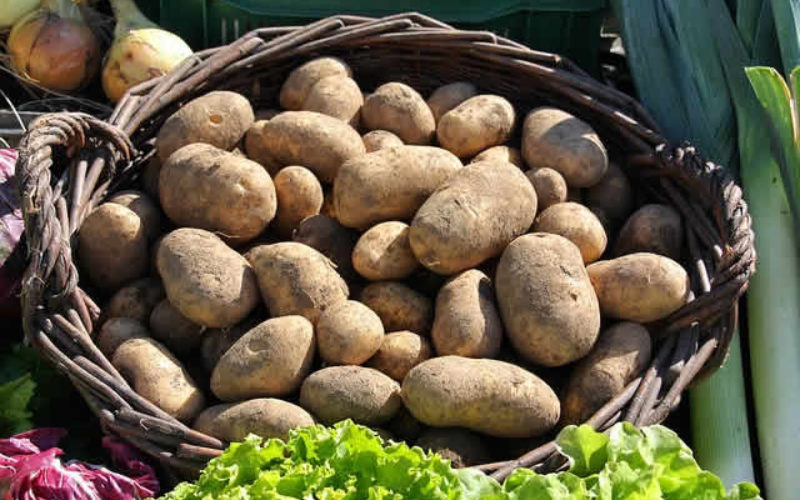 Got To Get the Potato Harvest Done