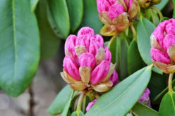 5 Landscaping Plants to Make Your Front Yard Pop