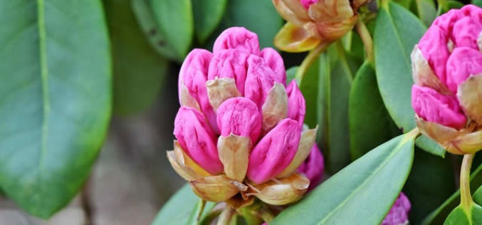5 Landscaping Plants to Make Your Front Yard Pop