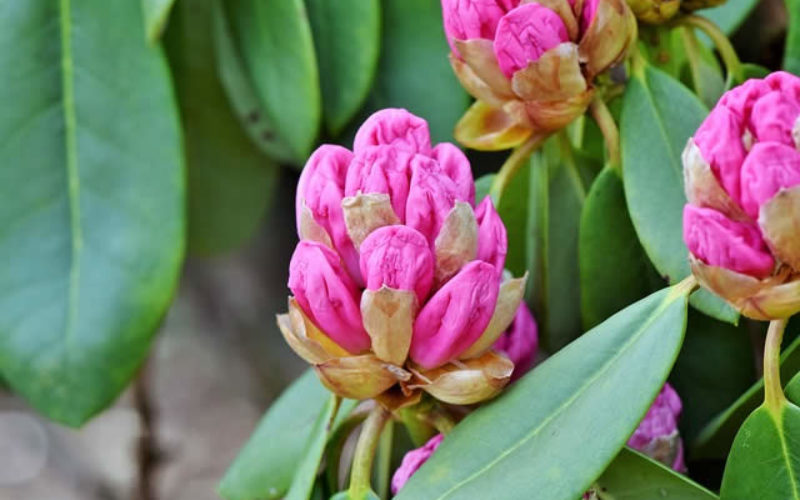5 Landscaping Plants to Make Your Front Yard Pop