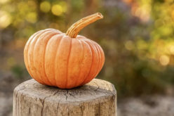 Where Did Pumpkins Come From (Just In Time for Halloween)