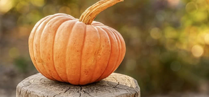 Where Did Pumpkins Come From (Just In Time for Halloween)