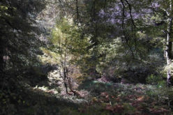Illuminating Your Landscape Design