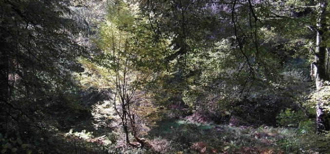 Illuminating Your Landscape Design