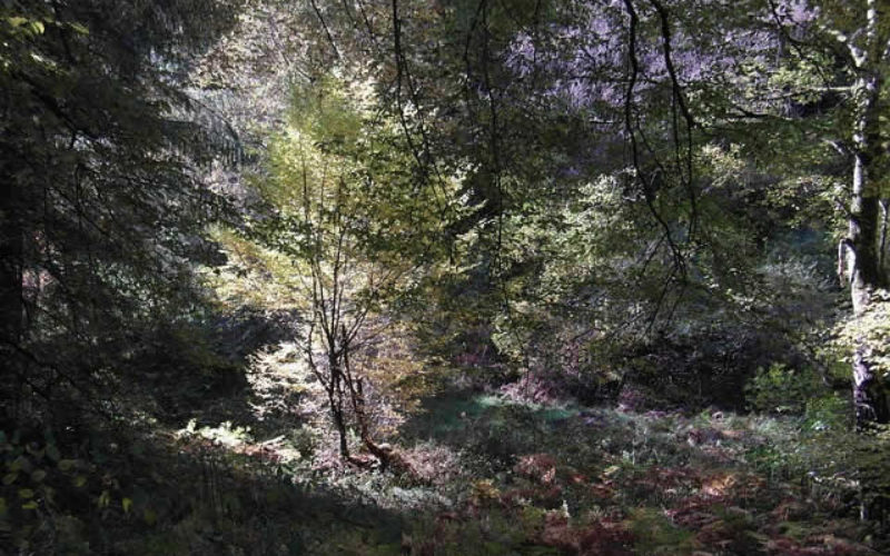 Illuminating Your Landscape Design