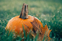 Celebrating the Thanksgiving Harvest