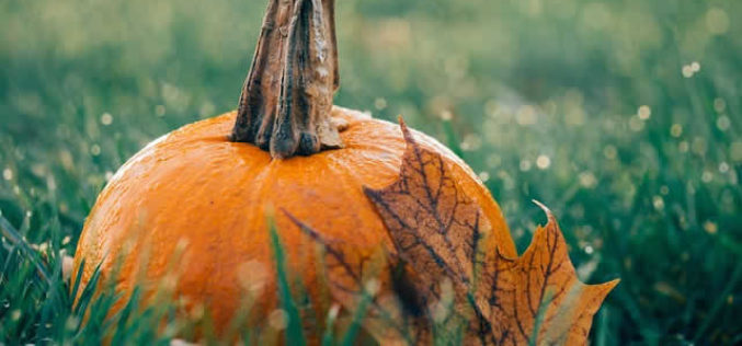 Celebrating the Thanksgiving Harvest
