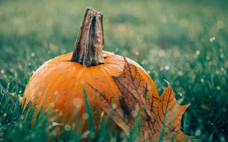 Celebrating the Thanksgiving Harvest