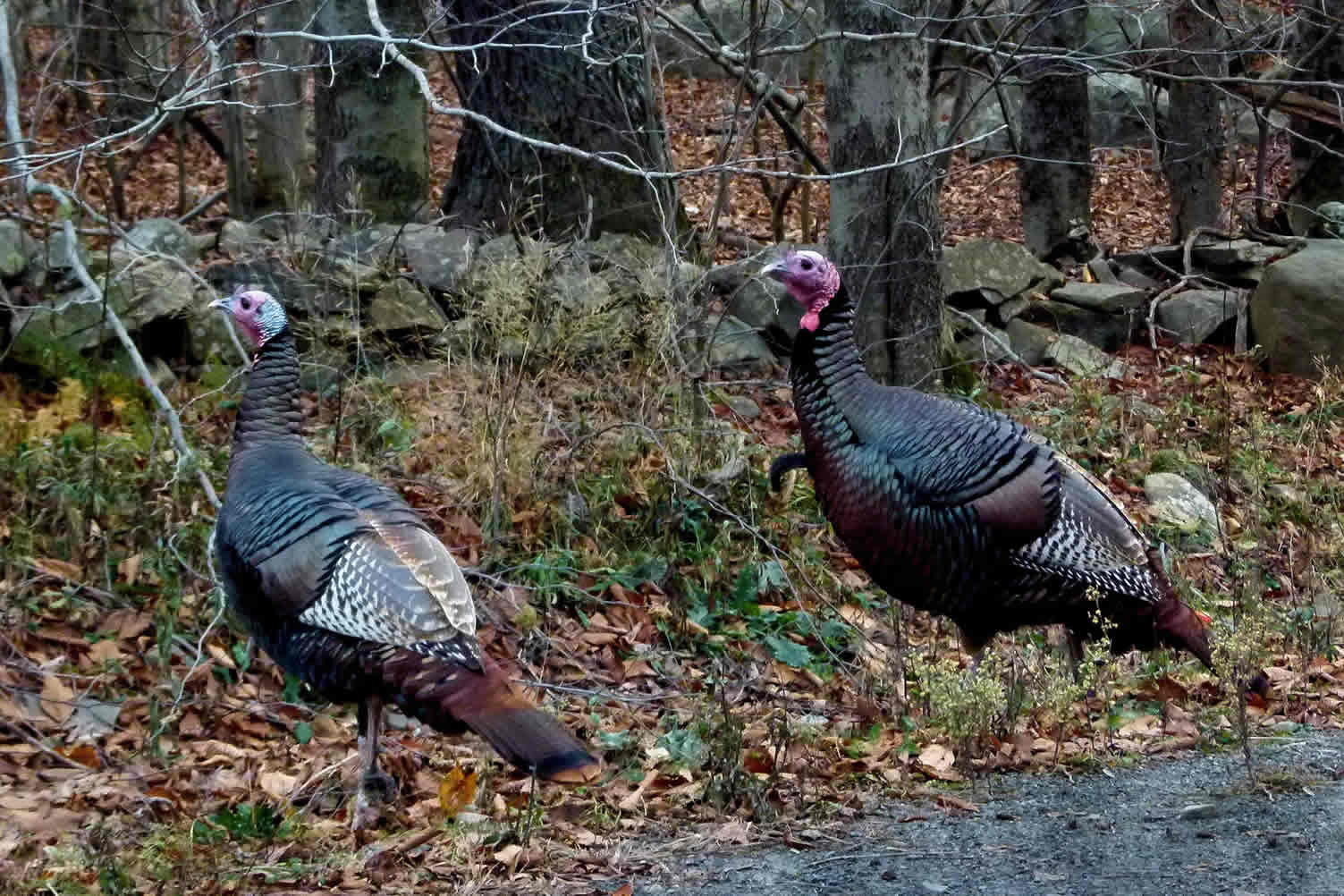 turkey for thanksgiving
