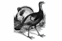 Now Are We Having That Turkey for Thanksgiving?