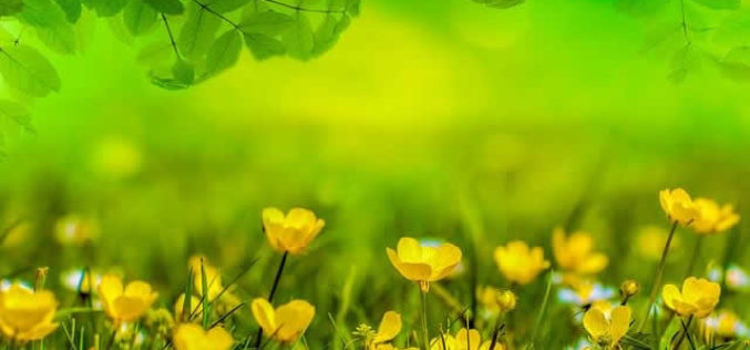 Benefits n’ Necessity of Garden Design on Appearance of the House