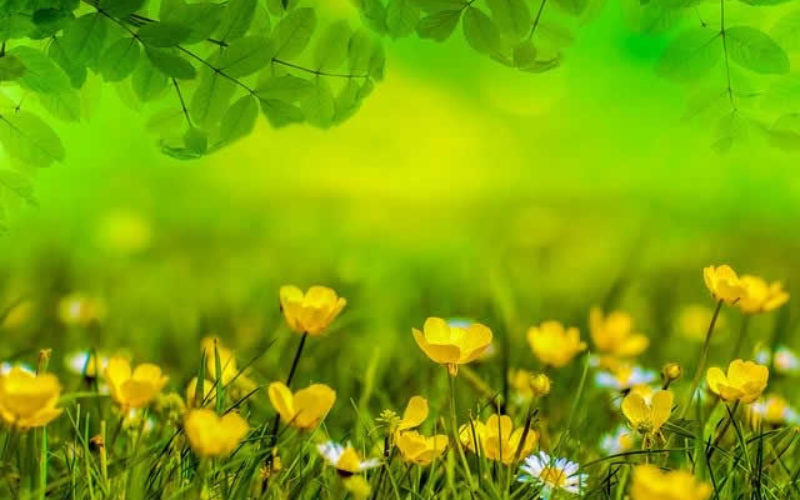Benefits n’ Necessity of Garden Design on Appearance of the House