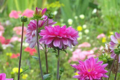 Landscaping with Perennial Flowers