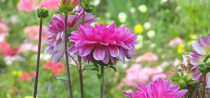 Landscaping with Perennial Flowers