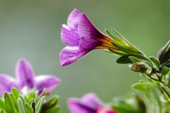 Landscaping with Annual Flowers