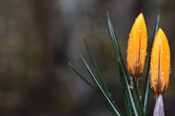 How to Re-Imagine Your Yard for Spring
