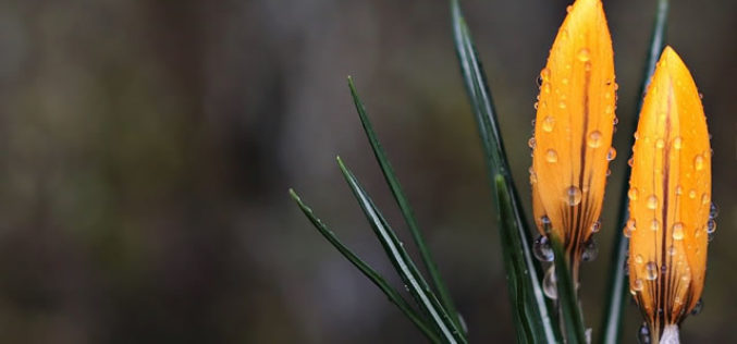 How to Re-Imagine Your Yard for Spring
