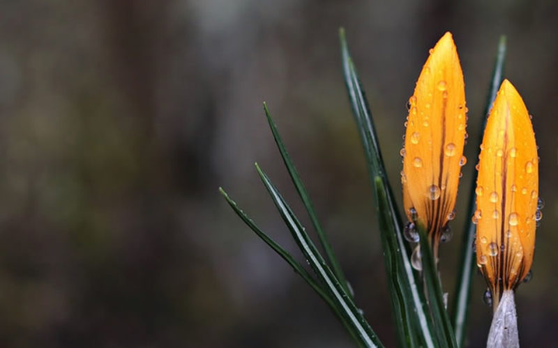 How to Re-Imagine Your Yard for Spring